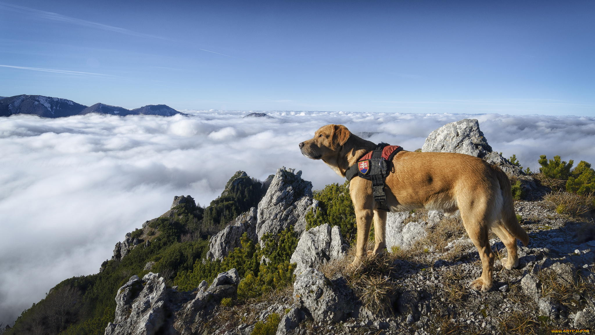 Mountain dog 1. Собака в горах. Собака на горе. Собака на природе. Порода собак спасателей в горах.